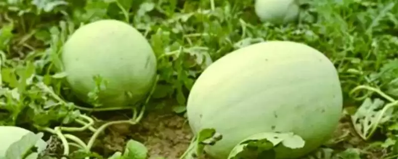 确定三白西瓜成熟天数的方法和重点?判断三白西瓜成熟要做好哪些细节?-会东网