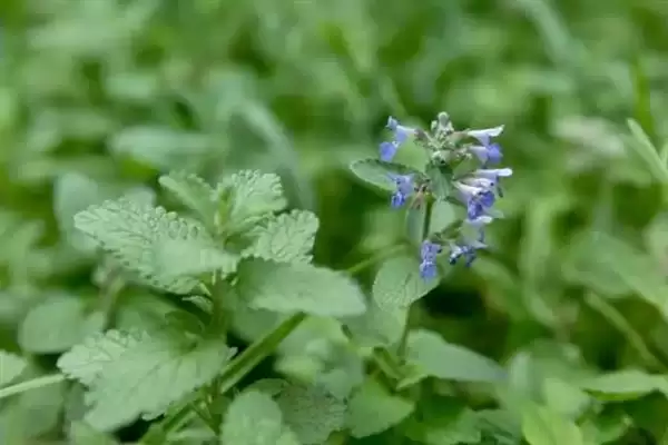 猫薄荷有什么作用 ,猫薄荷对猫咪有何影响插图6