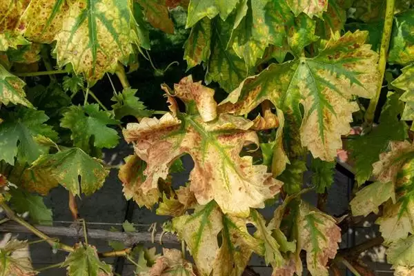 葡萄施硅肥的原因剖析：增强抗病力、提高品质的科学原理插图3