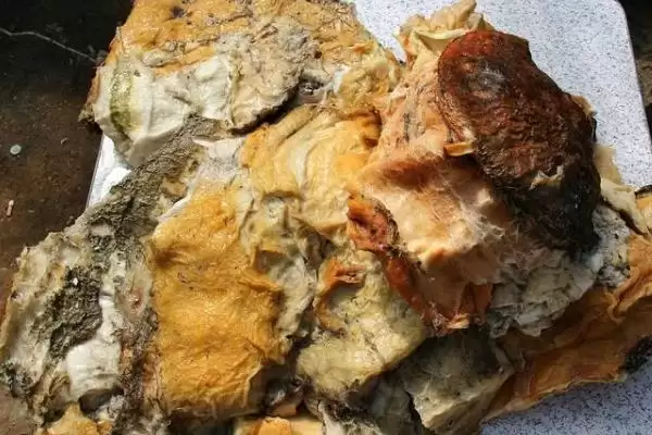 图片[4]-太岁是植物还是动物？判断太岁属性要了解哪些关键的生物特性和分类依据？-会东网
