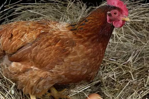 让母鸡快速抱窝的方法和重点？养鸡要做好哪些繁育管理策略？插图3