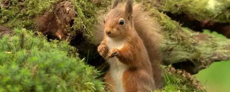 松鼠的天敌,紫貂和鼬类常以其为食插图 松鼠的天敌,紫貂和鼬类常以其为食插图