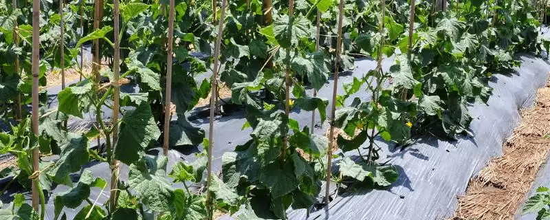 露天黄瓜的株行距是多少 ,露天黄瓜株行距一般为多少插图 露天黄瓜的株行距是多少 ,露天黄瓜株行距一般为多少插图