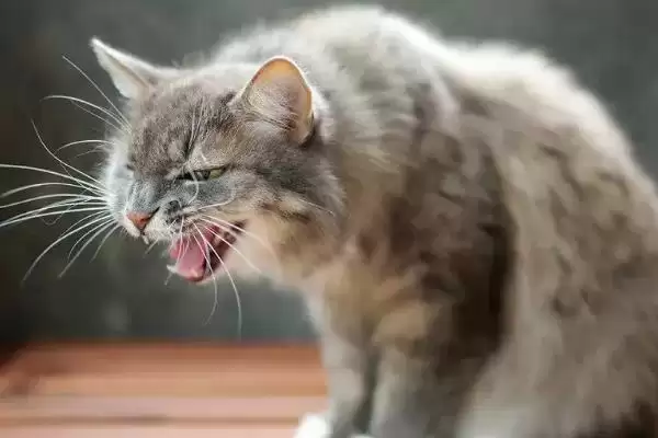 猫支气管哮喘有哪些症状表现 ,猫支气管哮喘急性者呼吸急促等插图13 猫支气管哮喘有哪些症状表现 ,猫支气管哮喘急性者呼吸急促等插图13