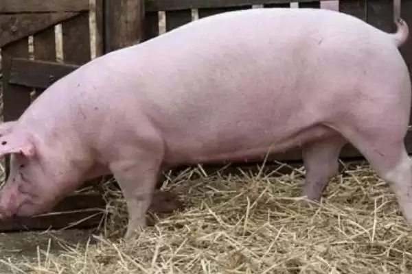 母猪在哺乳期能不能进行驱虫呢,因驱虫药有毒性母猪哺乳期不建议驱虫插图1 母猪在哺乳期能不能进行驱虫呢,因驱虫药有毒性母猪哺乳期不建议驱虫插图1