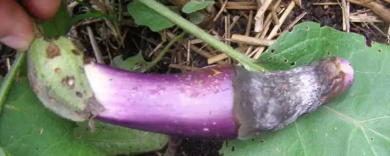 茄子灰霉病症状剖析:叶缘水浸状浅褐色病斑的特征-会东网
