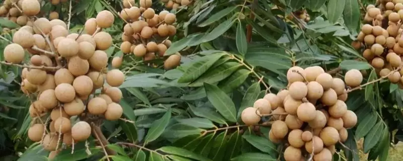 种植龙眼育苗的方法和要点？种植龙眼育苗需掌握哪些步骤？-会东网