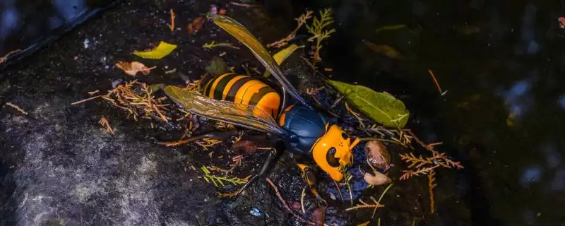 人头蜂的毒性大不大，具有极强的毒性容易致死-会东网