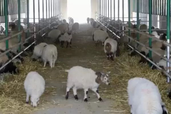 判断羊和鸡能否混养的方法和重点?养鸡要做好哪些混养规划?插图1 判断羊和鸡能否混养的方法和重点?养鸡要做好哪些混养规划?插图1