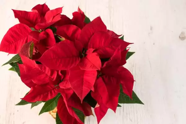 猫咪不能碰的剧毒植物有哪些种类 ,如百合、铃兰插图6