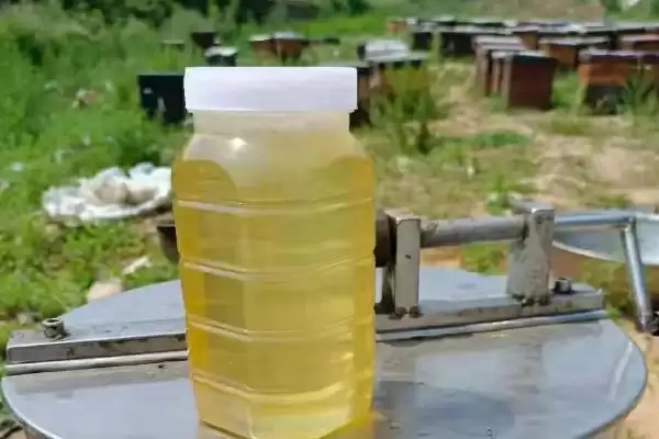 洋槐蜜与椴树蜜哪个更好,洋槐蜜的口感和色泽略优插图3 洋槐蜜与椴树蜜哪个更好,洋槐蜜的口感和色泽略优插图3