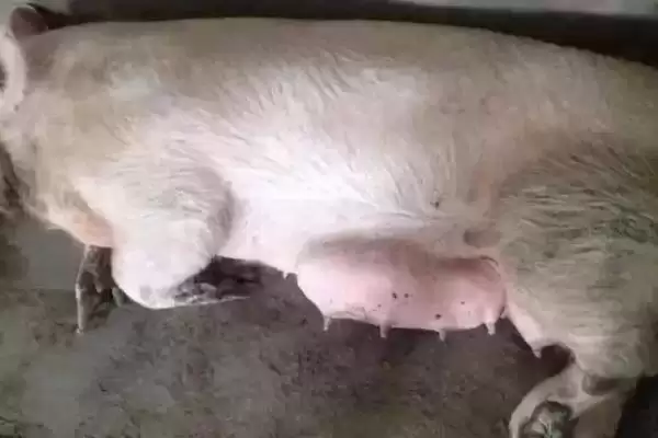 母猪下崽前会有什么症状表现呢,母猪下崽前两周乳房从前向后逐渐膨大插图6 母猪下崽前会有什么症状表现呢,母猪下崽前两周乳房从前向后逐渐膨大插图6