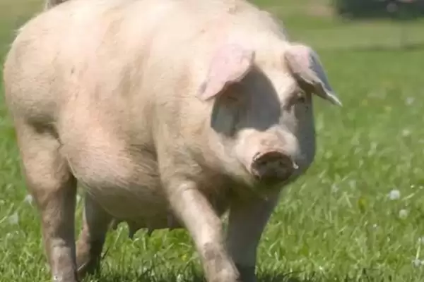 母猪热应激要如何解决处理呢,母猪热应激可采取降温、补维生素等措施插图5 母猪热应激要如何解决处理呢,母猪热应激可采取降温、补维生素等措施插图5