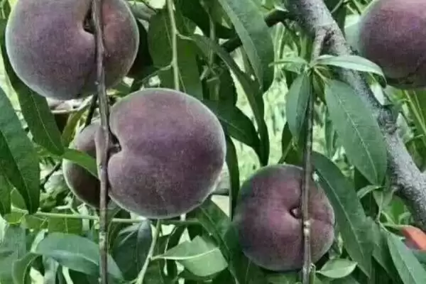 农村种植项目适合选什么,红富士苹果具有可观前景插图3 农村种植项目适合选什么,红富士苹果具有可观前景插图3