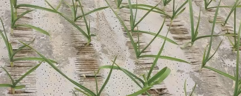 种植大蒜覆盖地膜的方法和重点？种植大蒜盖地膜需留意什么？-会东网