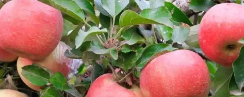 我国苹果产地,主要集中在北方-会东网