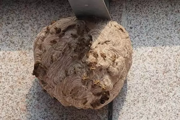 马蜂在窗户角筑巢怎么办,威胁到人身安全时则要立即处理掉插图3 马蜂在窗户角筑巢怎么办,威胁到人身安全时则要立即处理掉插图3