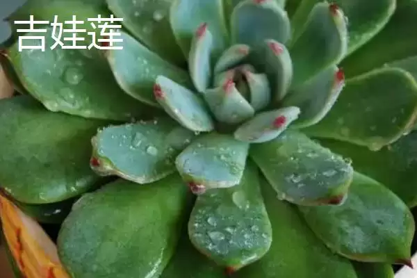 图片[7]-新手必看！姬胧月、虹之玉、冬美人等易养多肉植物推荐-会东网