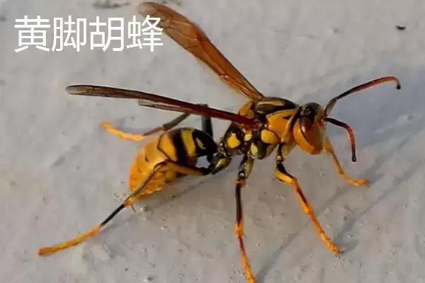 图片[7]-毒蜂的种类，常见以下10种-会东网