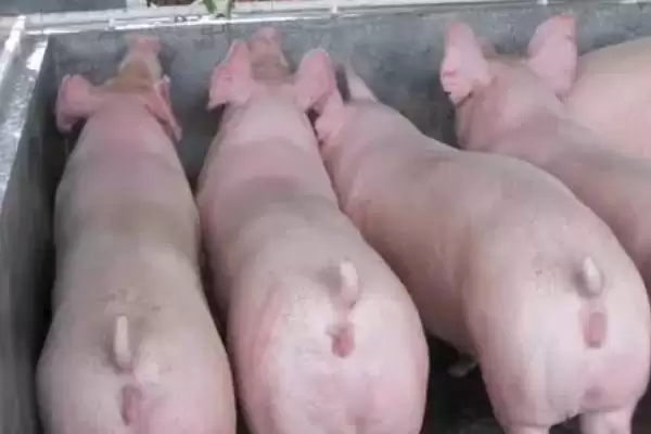 图片[2]-母猪夏季流产要如何进行预防呢,母猪夏季流产预防需保证猪舍通风良好-会东网
