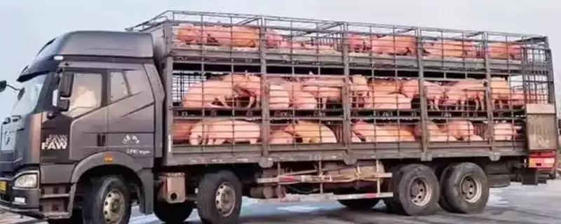 生猪长途运输的方法和重点？养猪要做好哪些运输注意细节？-会东网
