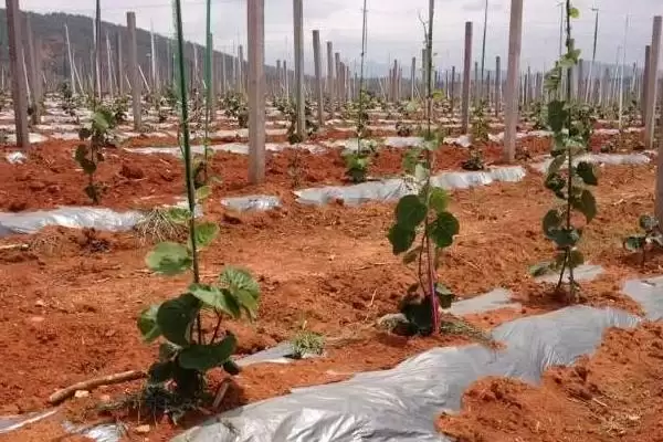 图片[3]-如何种植软枣猕猴桃？种植软枣猕猴桃要遵循哪些科学的种植流程？-会东网
