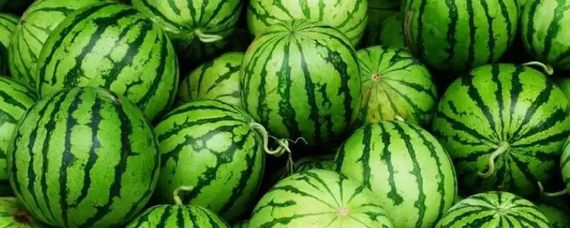 确定西瓜成熟月份的方法和重点?判断西瓜成熟要做好哪些细节?-会东网