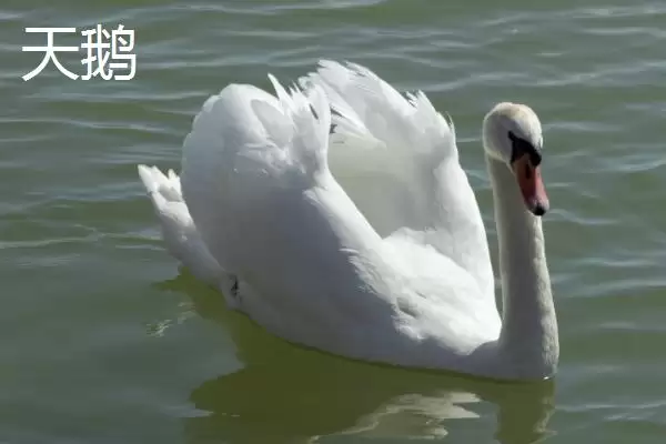图片[4]-天鹅和大鹅的区别？区分天鹅和大鹅要关注哪些重要的形态、习性差异？-会东网