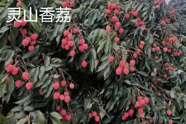图片[6]-灵山荔枝的品种特点 ,灵山荔枝三月红有何成熟优势？-会东网