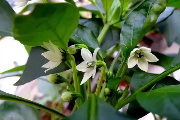 辣椒开花结果期的施肥种类 ,辣椒开花结果期为何用磷钾肥?插图6 辣椒开花结果期的施肥种类 ,辣椒开花结果期为何用磷钾肥?插图6