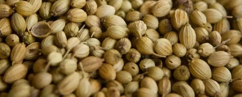 香菜冰箱催芽的方法和要点？香菜冰箱催芽需掌握哪些关键技巧？-会东网