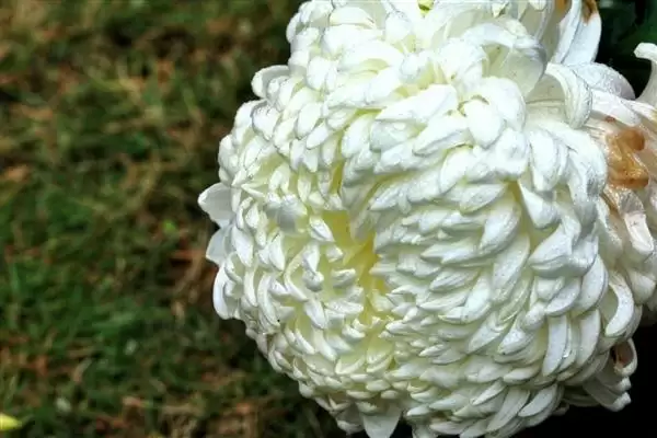 菊花的花色种类 ,菊花的花色具体分为哪些类别呢？插图2