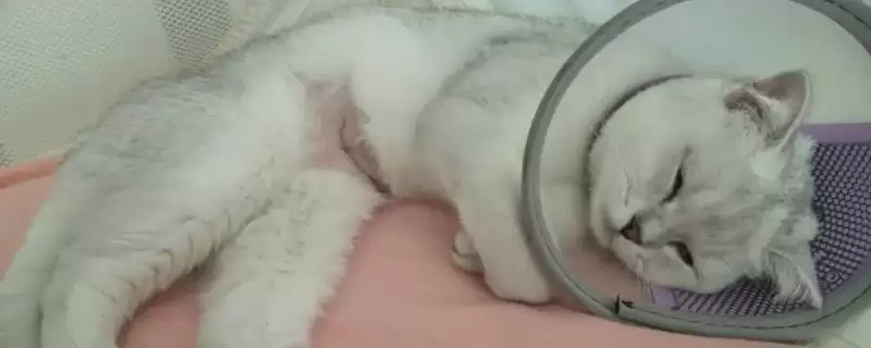 母猫几个月做绝育比较合适呢 ,母猫 7-8 个月时做绝育是比较合适的-会东网