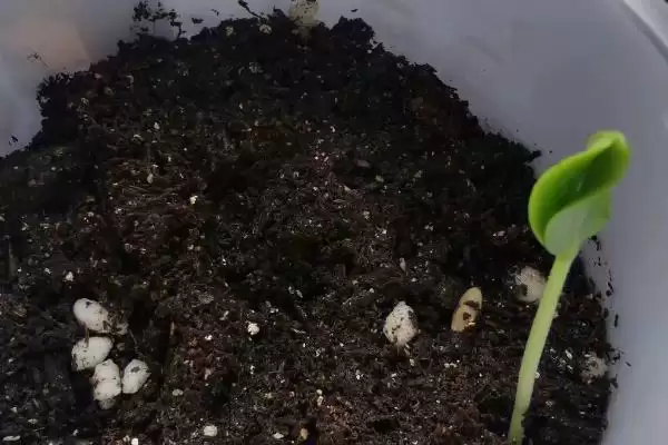 阳台种植南瓜用土深度的方法和重点?阳台种南瓜用土要做好哪些细节?插图5 阳台种植南瓜用土深度的方法和重点?阳台种南瓜用土要做好哪些细节?插图5