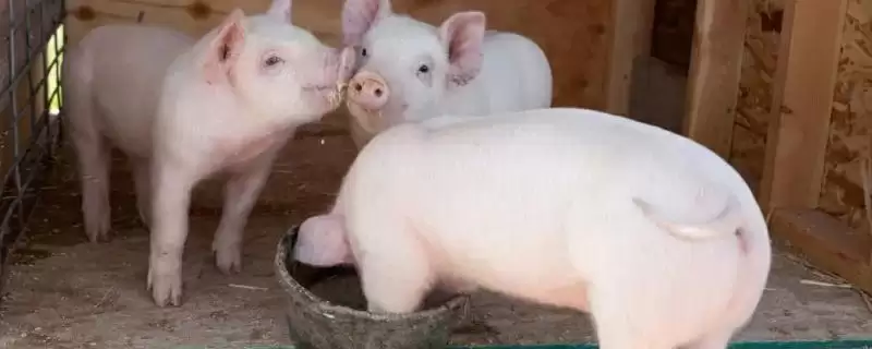 计算一头猪一天产粪尿量的方法和重点?养猪要做好哪些养殖数据统计细节?-会东网