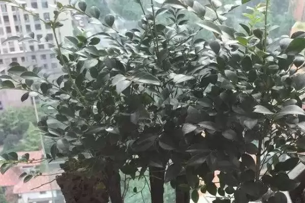 图片[4]-养小叶紫檀的方法和重点？养小叶紫檀要做好哪些细节？-会东网