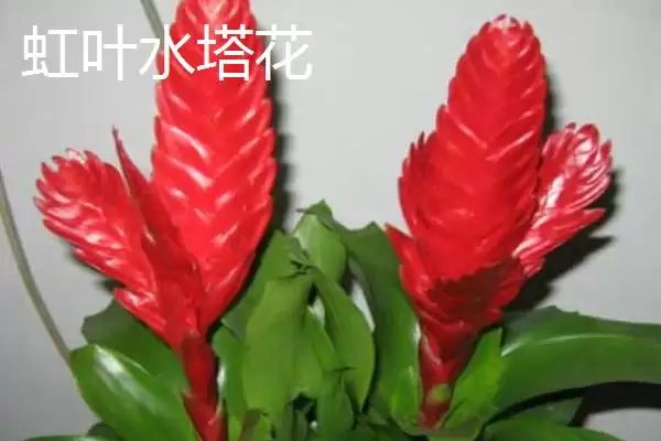 图片[3]-水塔花的种类？认识水塔花种类要了解哪些关键的品种分类和特性要点？-会东网