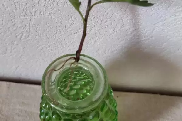 图片[8]-水培菊花为什么不生根？探究水培菊花不生根原因要考虑哪些因素？-会东网