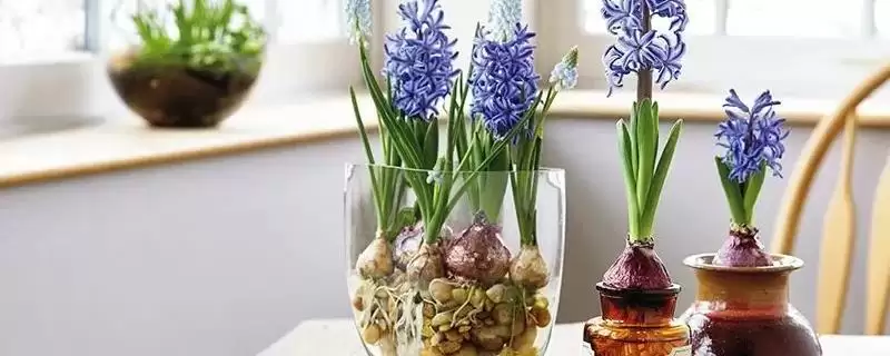 水培风信子花期过后怎么处理？处理水培风信子花期后要采取哪些有效措施？-会东网