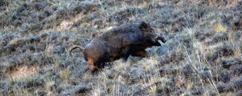 了解野猪冬天是否滚泥潭习性的方法和重点？养猪要做好哪些习性观察细节？-会东网