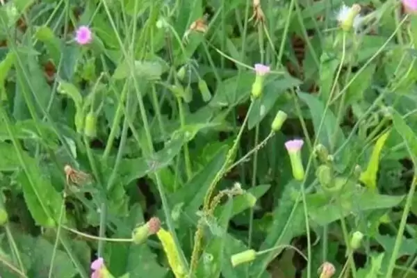 图片[3]-种植一点红的方法和重点？种植一点红要做好哪些细节？-会东网