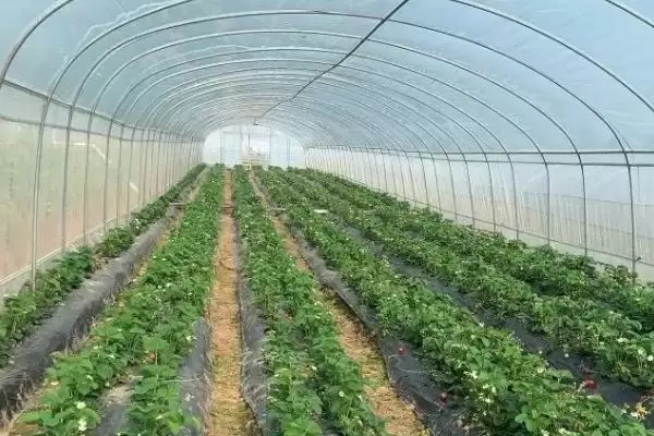 图片[4]-农村赚钱项目大盘点：农资专卖店、采摘园等的致富经-会东网