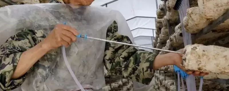 种植香菇注水后闷棚的时间和要点？种植香菇闷棚需注意什么？-会东网