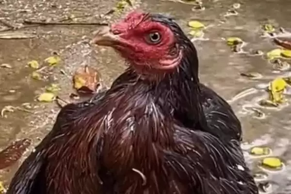 探寻鸡不知躲雨缘由的方法和重点？养鸡要做好哪些习性观察？插图2