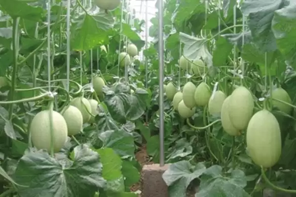 分析甜瓜叶片出现花斑原因的方法和重点?探究甜瓜叶片花斑要做好哪些细节?插图3 分析甜瓜叶片出现花斑原因的方法和重点?探究甜瓜叶片花斑要做好哪些细节?插图3