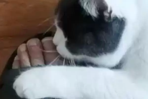 猫咪爱啃脚是怎么回事呢 ,猫咪啃脚是清洁还是玩闹插图1