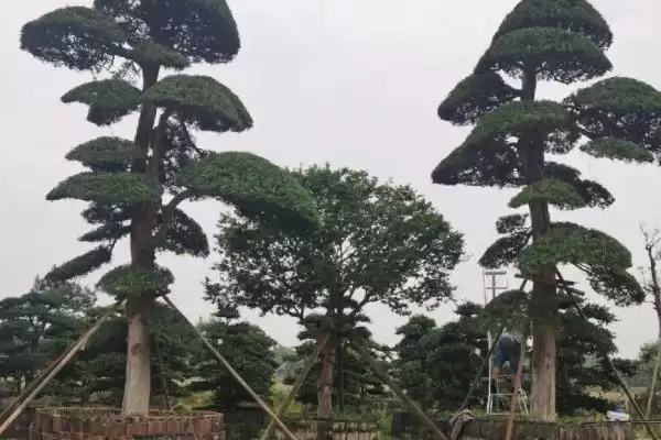 图片[3]-罗汉松出现污煤病的原因是什么 ,罗汉松为何会有污煤病-会东网