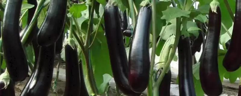 茄子苗盘育苗技巧:种子处理后播种的操作要点插图 茄子苗盘育苗技巧:种子处理后播种的操作要点插图