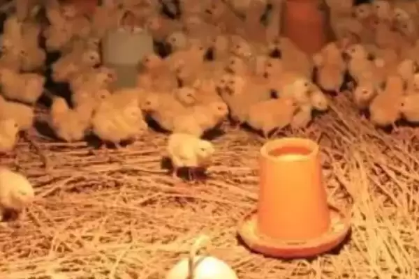 探究小鸡养不活原因的方法和重点?养鸡要做好哪些养殖失败分析?插图2 探究小鸡养不活原因的方法和重点?养鸡要做好哪些养殖失败分析?插图2