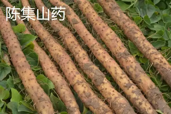 了解山东定陶区特产的方法和重点？养猪与当地特产有哪些关联细节？插图3